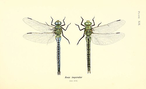 Anax empereur