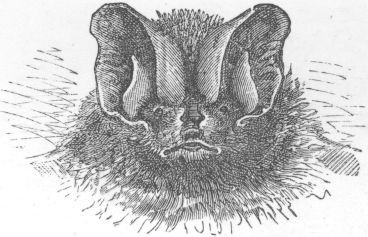 Barbastelle d'Europe