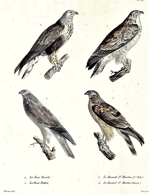 Buse variable