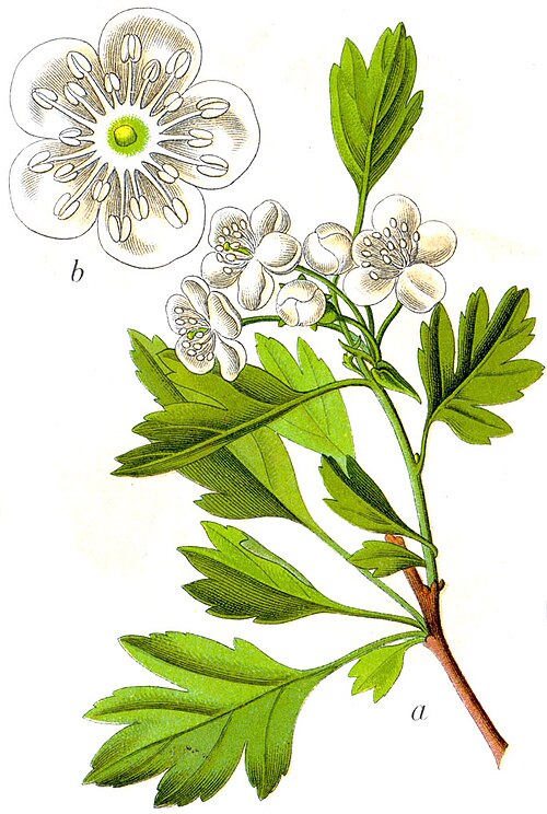 Aubépine à un style
