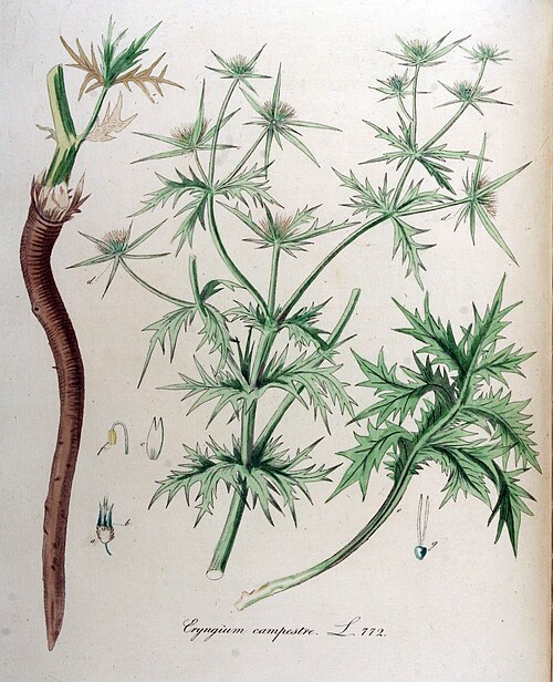 Panicaut champêtre