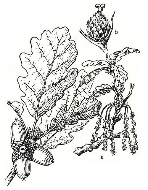 Chêne sessile